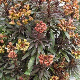 Kutyatej - Euphorbia Blackbird