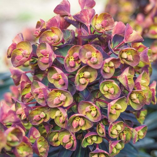 Kutyatej - Euphorbia Blackbird