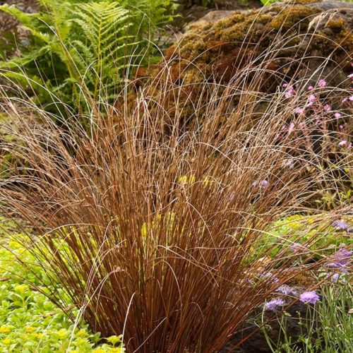Bőrlevelű sás - Carex buchananii ‘Red Rooster