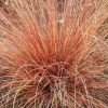 Bőrlevelű sás - Carex buchananii ‘Red Rooster