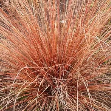 Bőrlevelű sás - Carex buchananii ‘Red Rooster