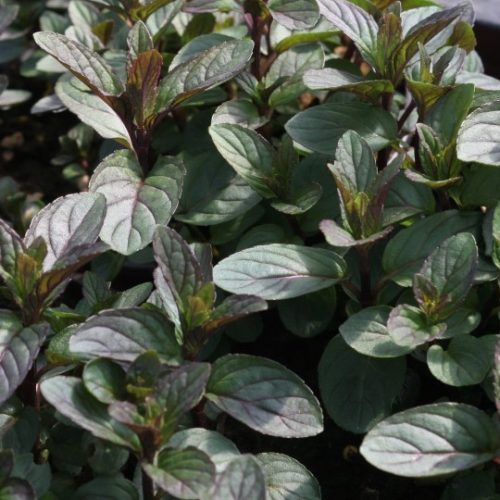 Borsmenta – Mentha piperita 'Black Spearmint'