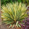 Kerti pálmaliliom - Yucca filamentosa 'Color Guard' 