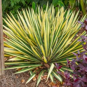   Kerti pálmaliliom - Yucca filamentosa 'Color Guard' 