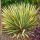 Kerti pálmaliliom - Yucca filamentosa 'Color Guard' 