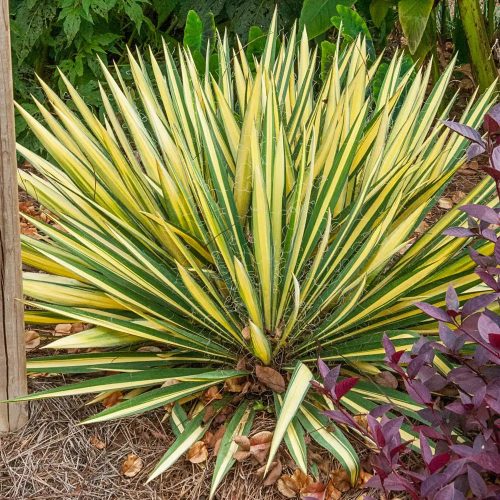 Kerti pálmaliliom - Yucca filamentosa 'Color Guard' 