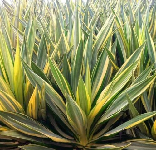 Kerti pálmaliliom - Yucca filamentosa 'Color Guard' 