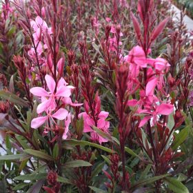   Évelő díszgyertya – Gaura lindheimeri ‘Gambit Compact Pink’
