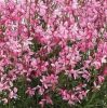 Évelő díszgyertya – Gaura lindheimeri ‘Gambit Compact Pink’