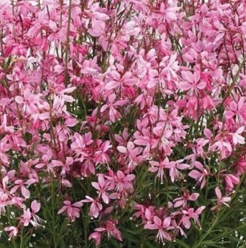 Évelő díszgyertya – Gaura lindheimeri ‘Gambit Compact Pink’
