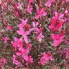 Évelő díszgyertya - Gaura lindheimeri ‘Gambit Variegata Rose’
