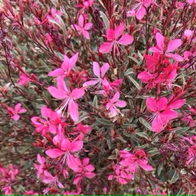   Évelő díszgyertya - Gaura lindheimeri ‘Gambit Variegata Rose’