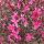 Évelő díszgyertya - Gaura lindheimeri ‘Gambit Variegata Rose’