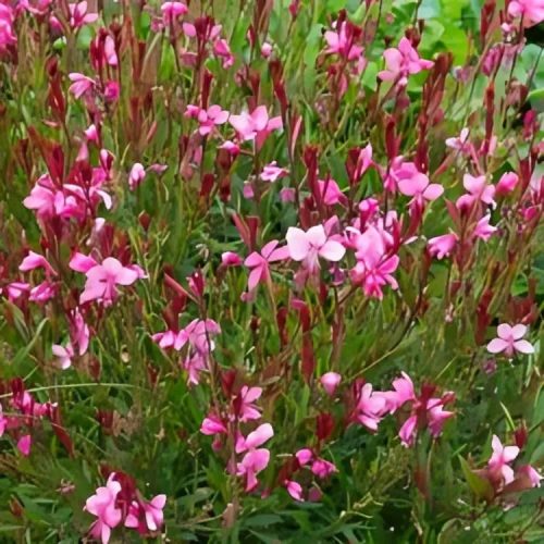 Évelő díszgyertya - Gaura lindheimeri ‘Gambit Variegata Rose’