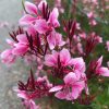 Évelő díszgyertya - Gaura lindheimeri ‘Rosy Jane’
