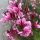 Évelő díszgyertya - Gaura lindheimeri ‘Rosy Jane’