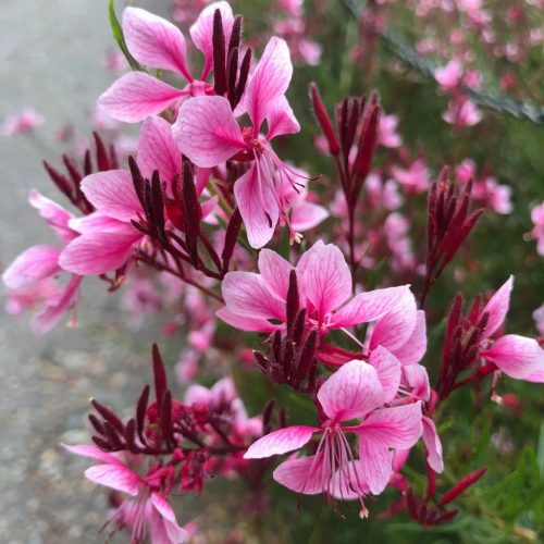 Évelő díszgyertya - Gaura lindheimeri ‘Rosy Jane’