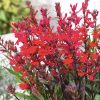 Pompás lobélia - Lobelia speciosa 'Fan Scarlet'