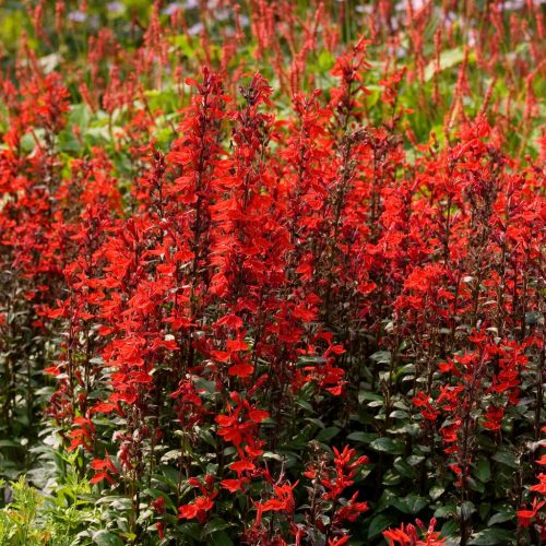 Pompás lobélia - Lobelia speciosa 'Fan Scarlet'
