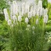 Füzéres díszcsorba - Liatris spicata ‘Floristan White’