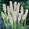 Füzéres díszcsorba - Liatris spicata ‘Floristan White’