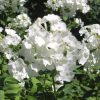 Bugás lángvirág - Phlox paniculata ‘Sweet Summer Snow’