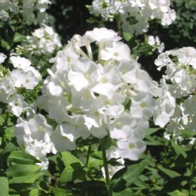   Bugás lángvirág - Phlox paniculata ‘Sweet Summer Snow’