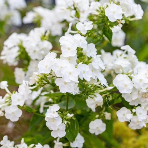 Bugás lángvirág - Phlox paniculata ‘Sweet Summer Snow’