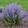 Sudárzsálya - Perovskia atriplicifolia 'Lacey Blue'