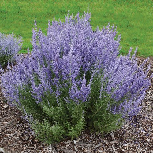 Sudárzsálya - Perovskia atriplicifolia 'Lacey Blue'