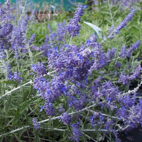 Sudárzsálya - Perovskia atriplicifolia 'Lacey Blue'