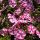 Bugás lángvirág – Phlox paniculata ‘Peppermint Twist’