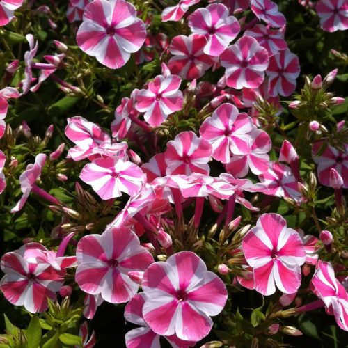 Bugás lángvirág – Phlox paniculata ‘Peppermint Twist’