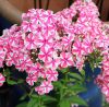 Bugás lángvirág – Phlox paniculata ‘Peppermint Twist’