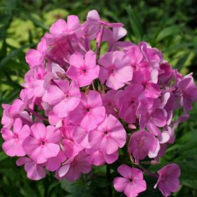 Nagylevelű lángvirág – Phlox amplifolia ‘Minnehaha’