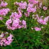 Nagylevelű lángvirág – Phlox amplifolia ‘Minnehaha’