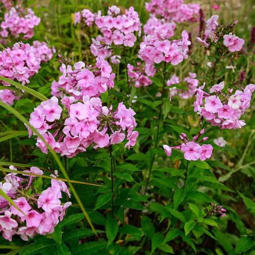 Nagylevelű lángvirág – Phlox amplifolia ‘Minnehaha’