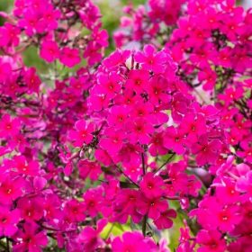   Bugás lángvirág – Phlox paniculata ‘Sweet Summer Wine’