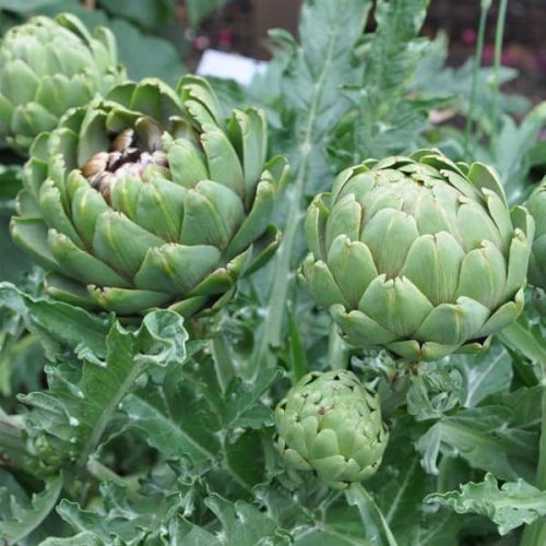 Articsóka – Cynara cardunculus var. scolymus