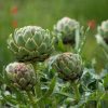 Articsóka – Cynara cardunculus var. scolymus