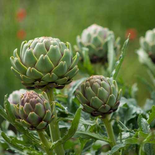 Articsóka – Cynara cardunculus var. scolymus