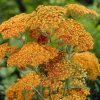 Közönséges cickafark - Achillea millefolium ‘Terracotta’