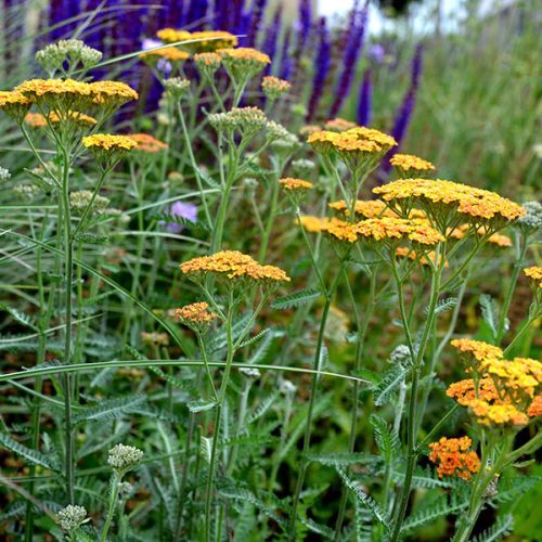 Közönséges cickafark - Achillea millefolium ‘Terracotta’