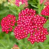Közönséges cickafark - Achillea millefolium 'New Vintage Red'