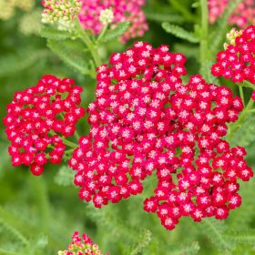   Közönséges cickafark - Achillea millefolium 'New Vintage Red'