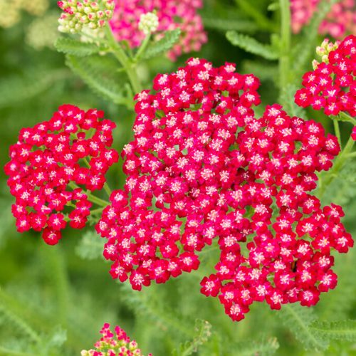 Közönséges cickafark - Achillea millefolium 'New Vintage Red'