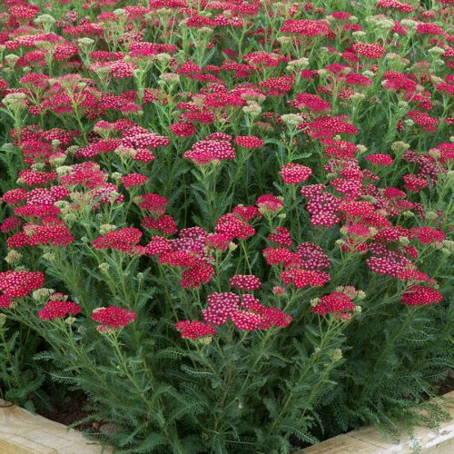 Közönséges cickafark - Achillea millefolium 'New Vintage Red'