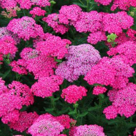   Közönséges cickafark – Achillea millefolium 'Saucy Seduction'