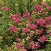 Közönséges cickafark – Achillea millefolium 'Saucy Seduction'