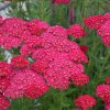 Közönséges cickafark – Achillea millefolium ‘Tutti Frutti Pomegranate’